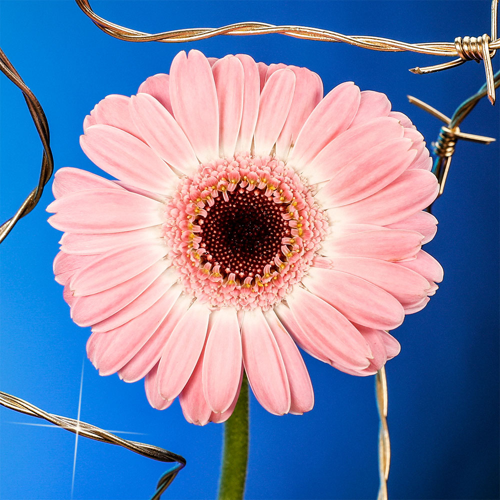Flower 50