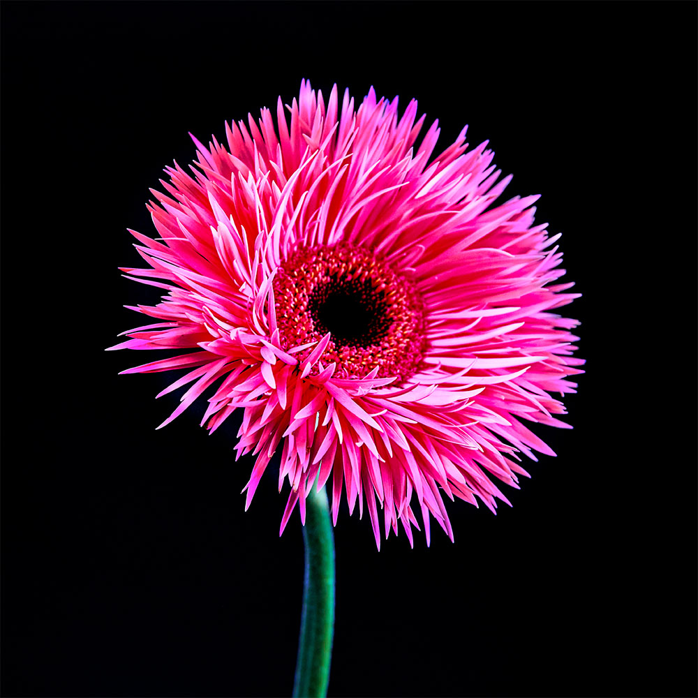 Flower 06