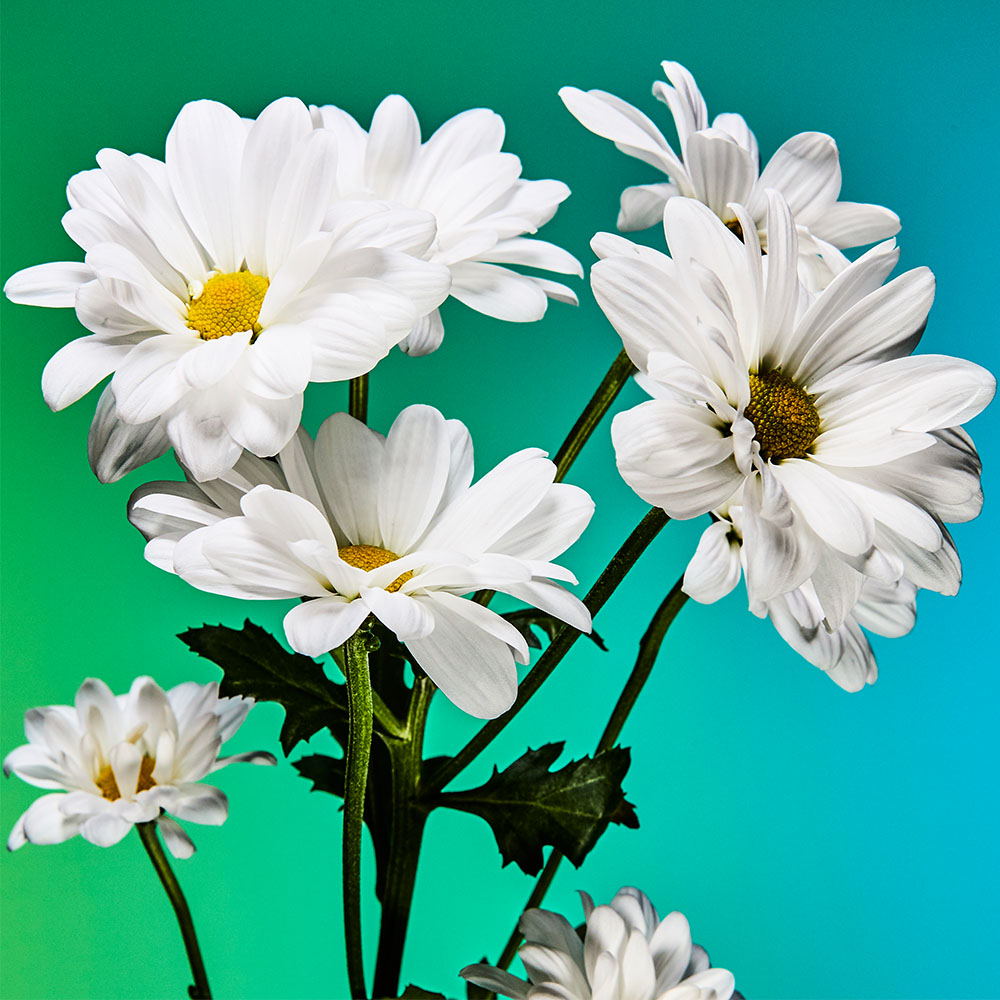 Flower 07