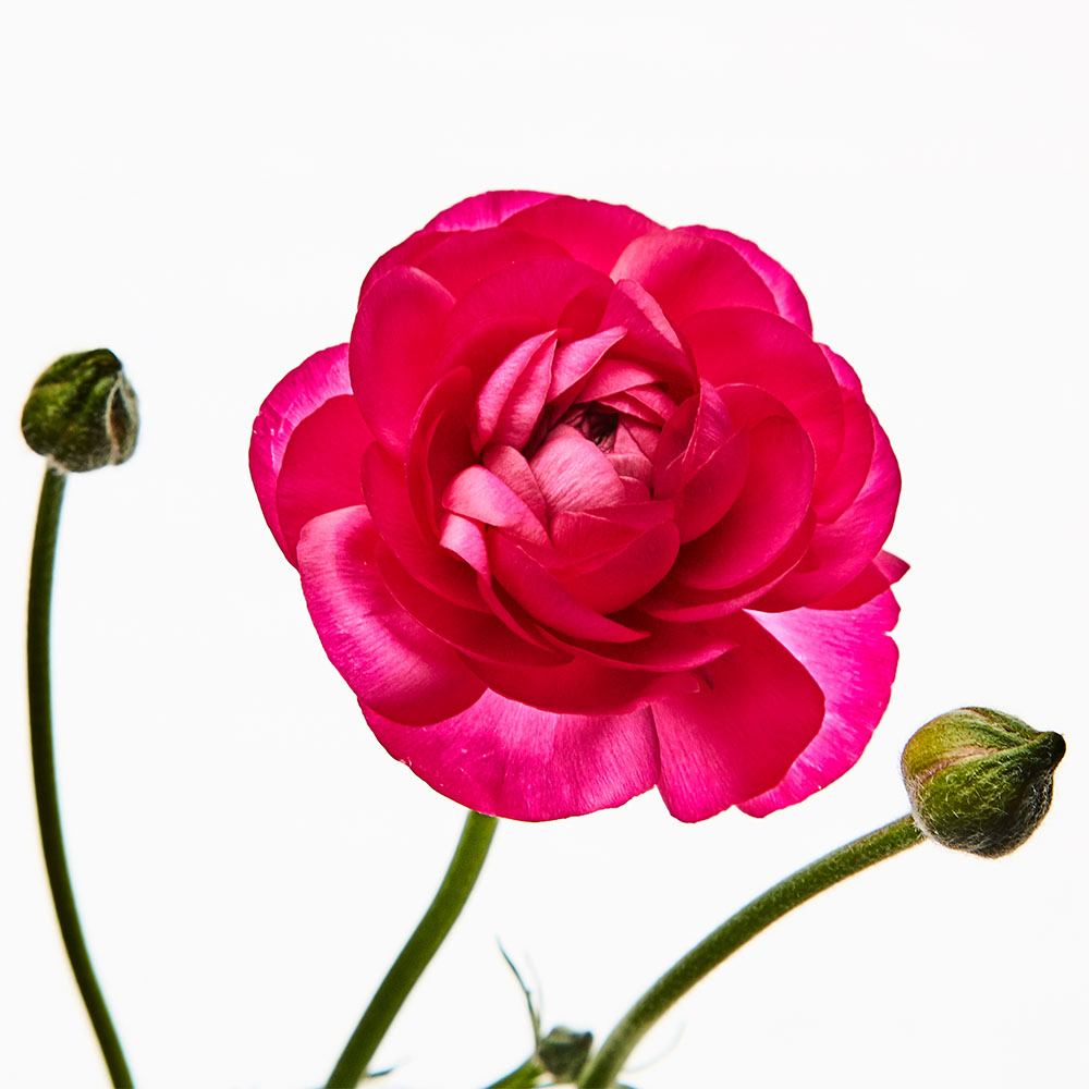Flower 08
