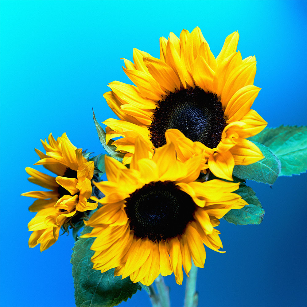 Flower 09