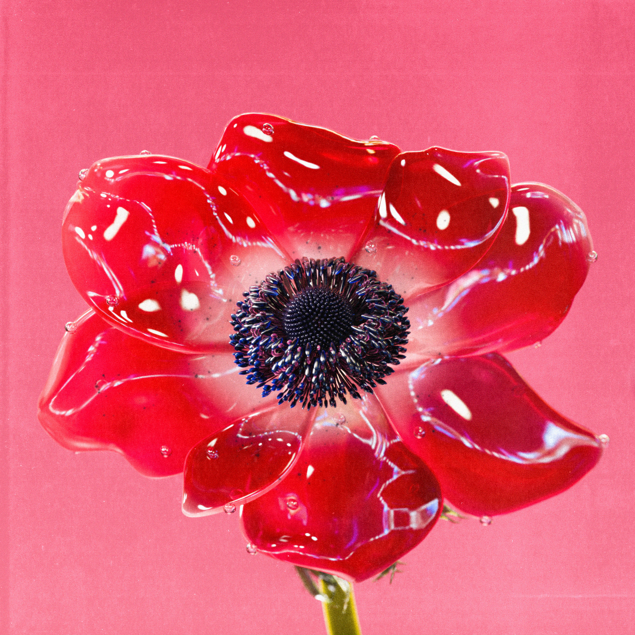 Flower 1 by Olivia Pedigo